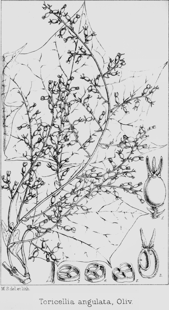 Torricelliaceae Torricellia Angulata