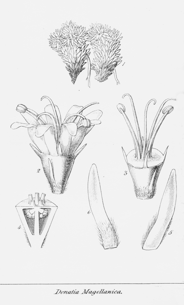 Stylidiaceae Donatia magellanica