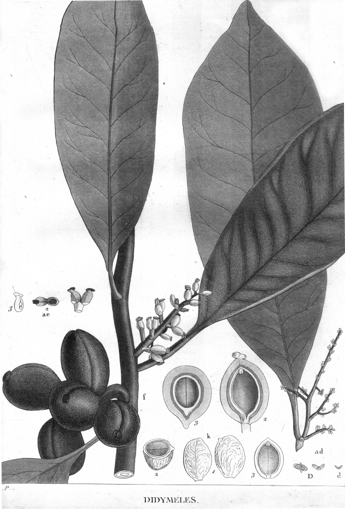 Didymelaceae Didymeles madagascariensis