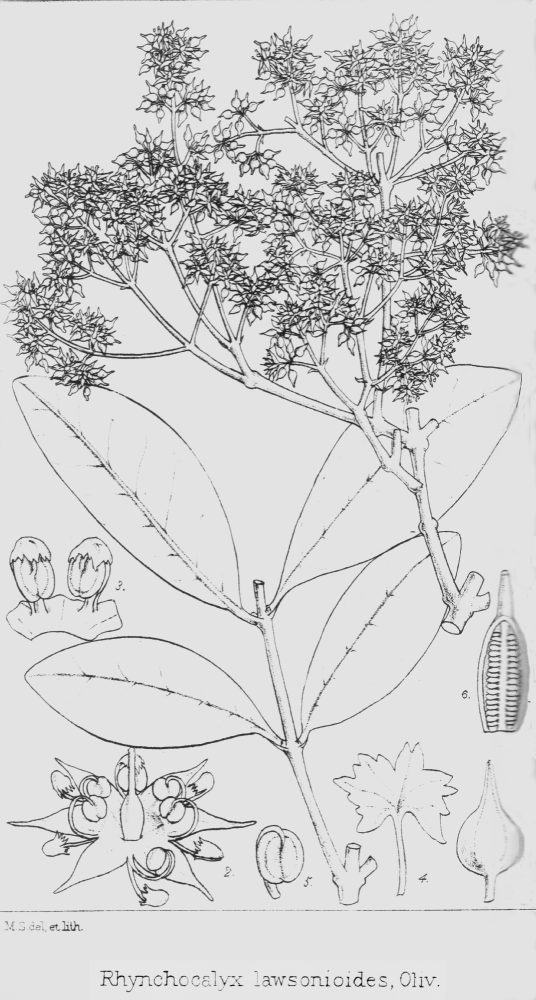 Rhynchocalycaceae Rhynchocalyx lawsonioides
