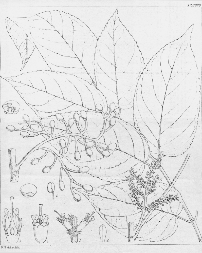 Tapisciaceae Tapiscia sinensis