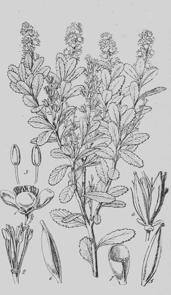 Tetracarpaeaceae Tetracarpaea tasmannica