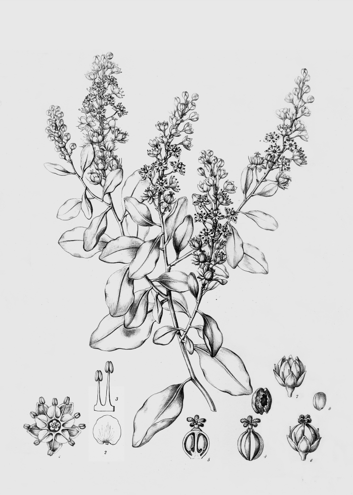 Stegnospermaceae Stegnosperma halimifolia