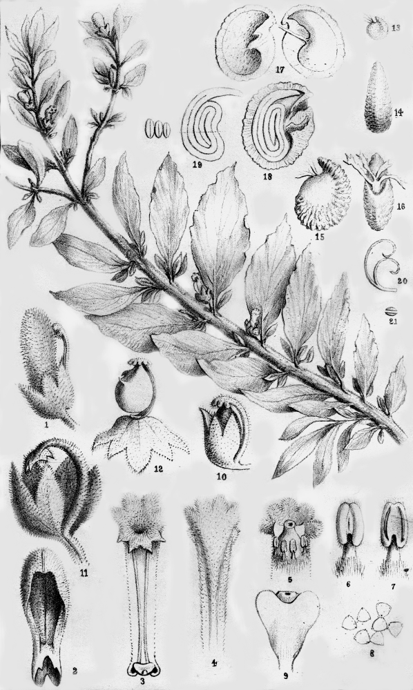Emblingiaceae Emblingia calceoliflora