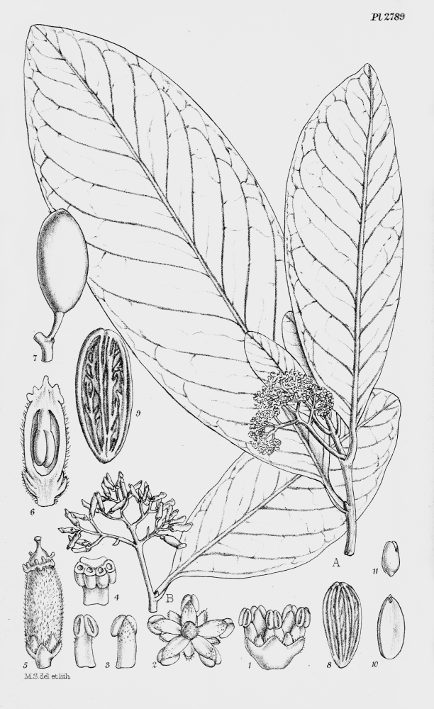 Stemonuraceae Grisollea thomassetii