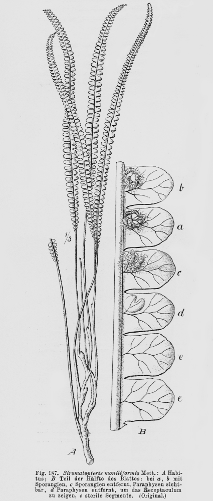 Gleicheniaceae Stromatopteris moniliformis