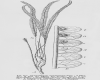 image of Stromatopteris moniliformis