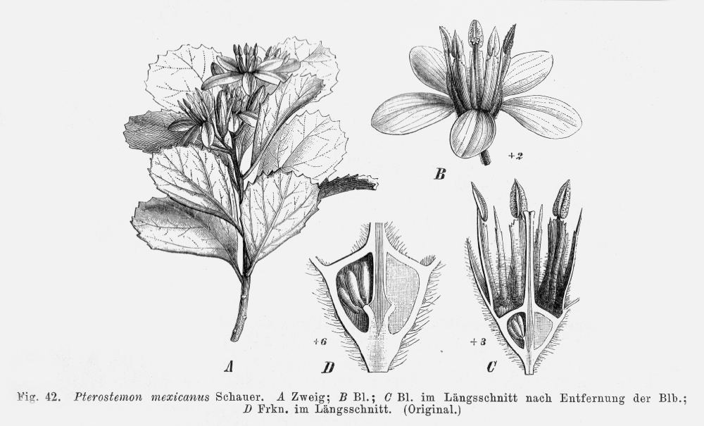 Pterostemonaceae Pterostemon mexicanus