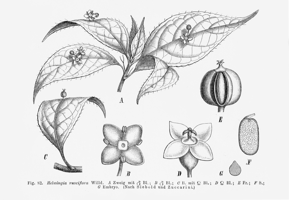 Helwingiaceae Helwingia ruscifolia