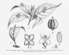image of Helwingia ruscifolia