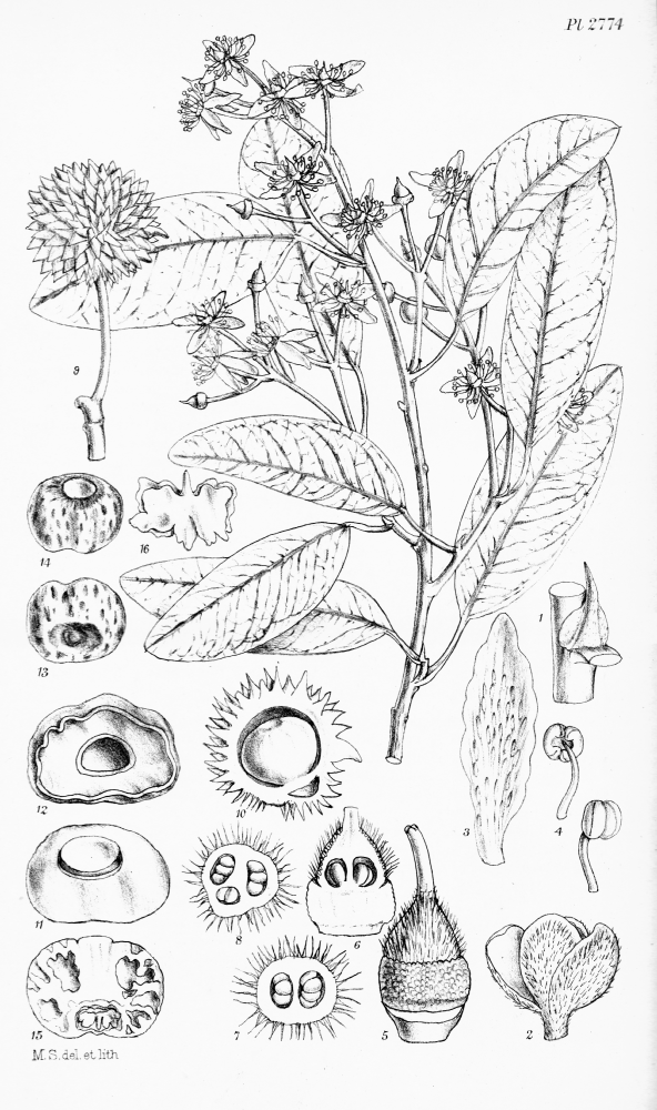 Sphaerosepalaceae Rhopalocarpus lucidus