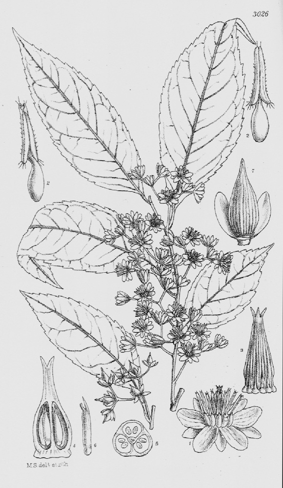 Sladeniaceae Sladenia  celastrifolia