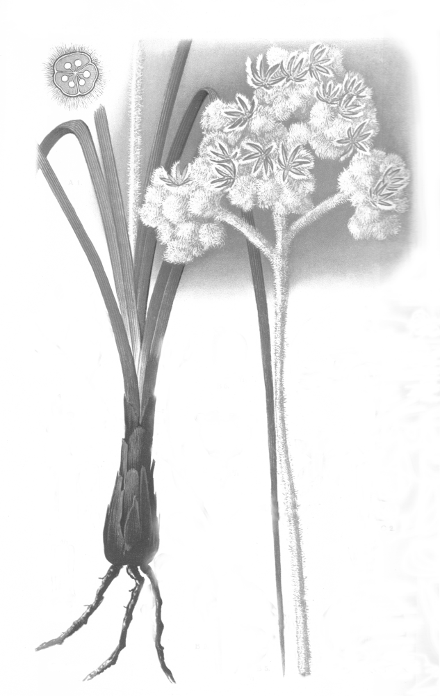 Lanariaceae Lanaria plumosa