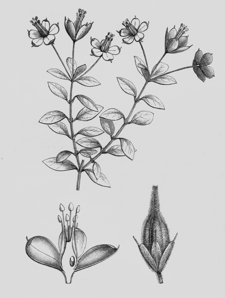 Ledocarpaceae Rhynchotheca spinosa