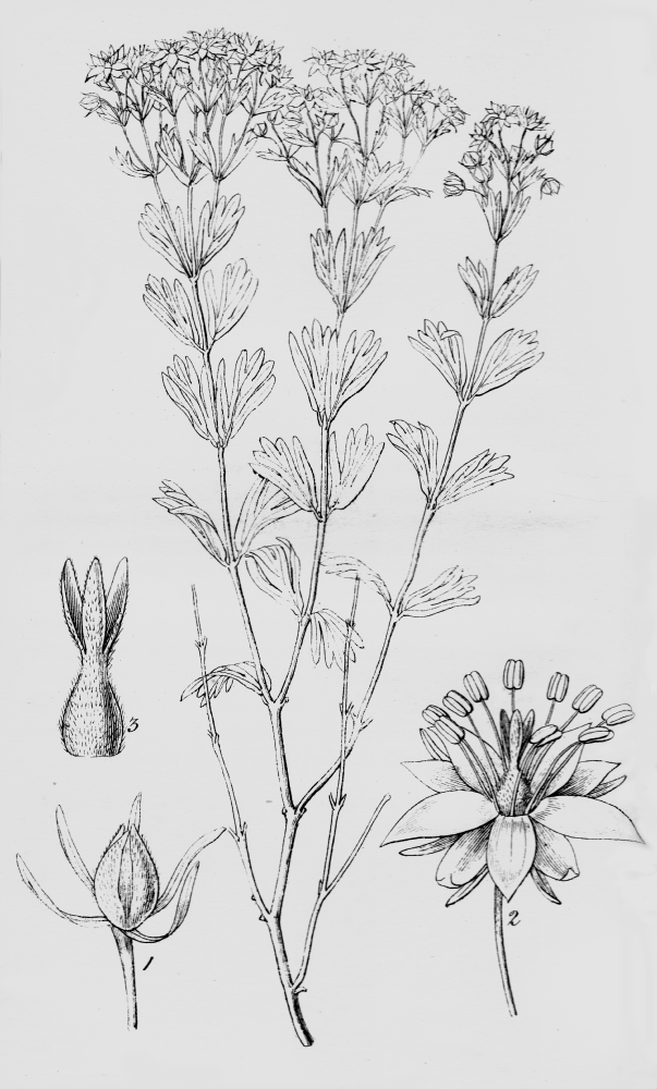 Ledocarpaceae Wendtia reynoldsii