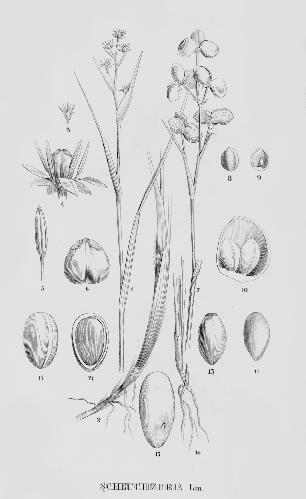 Scheuchzeriaceae Scheuchzeria palustris
