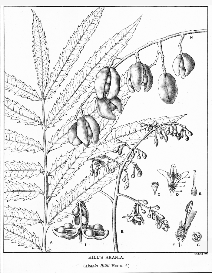 Akaniaceae Akania hillii
