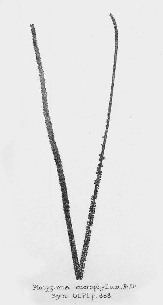 Pteridaceae Platyzoma microphyllum