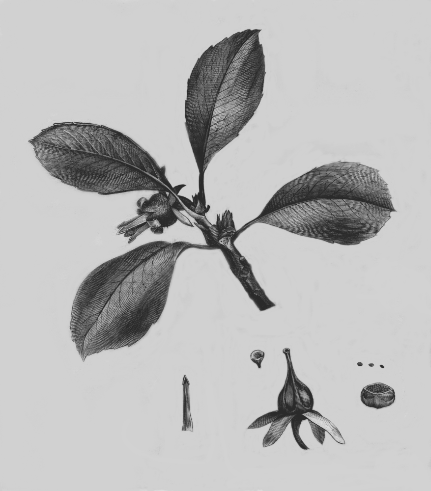 Rousseaceae Roussea simplex
