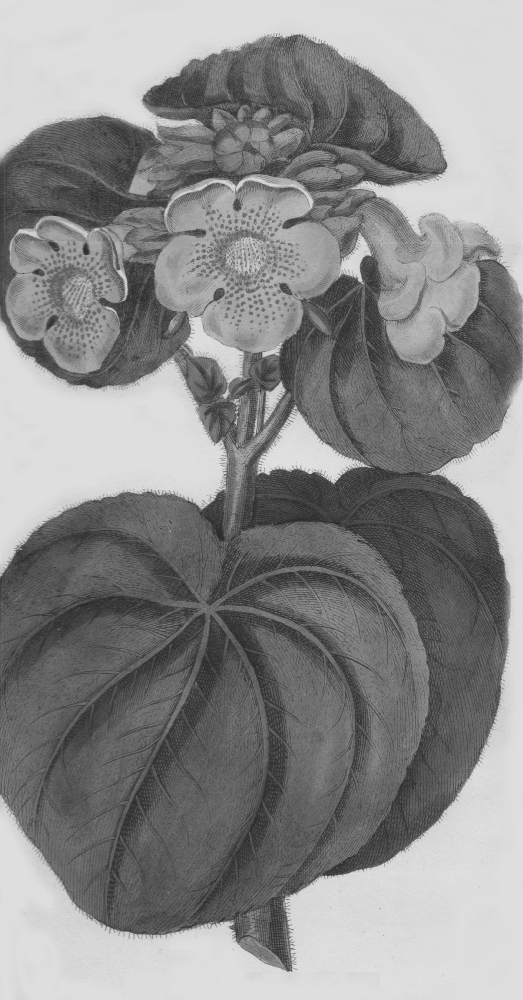 Martyniaceae Martynia lutea