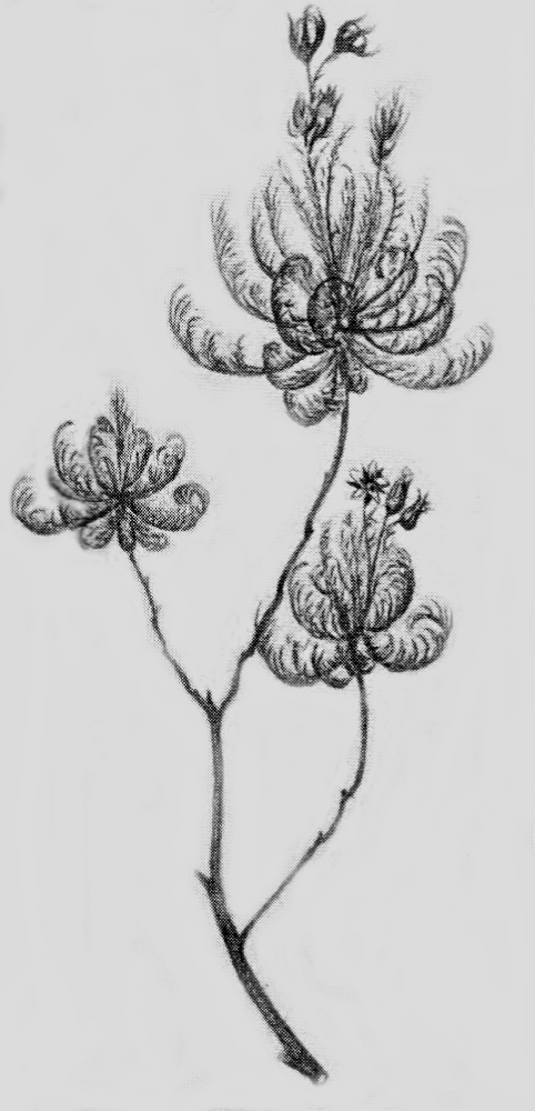 Roridulaceae Roridula dentata