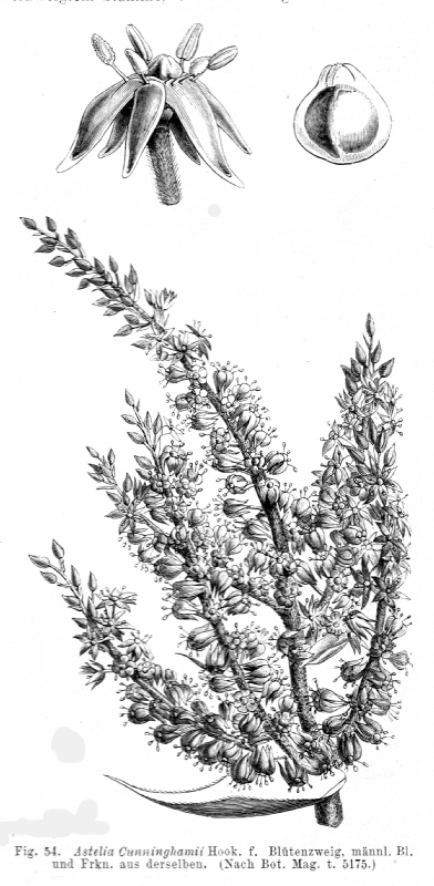 Asteliaceae Astelia cunninghamii