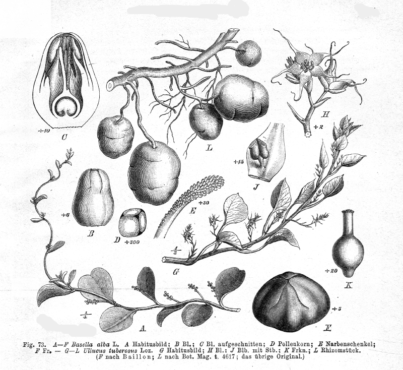 Basellaceae Ullucus tuberosus