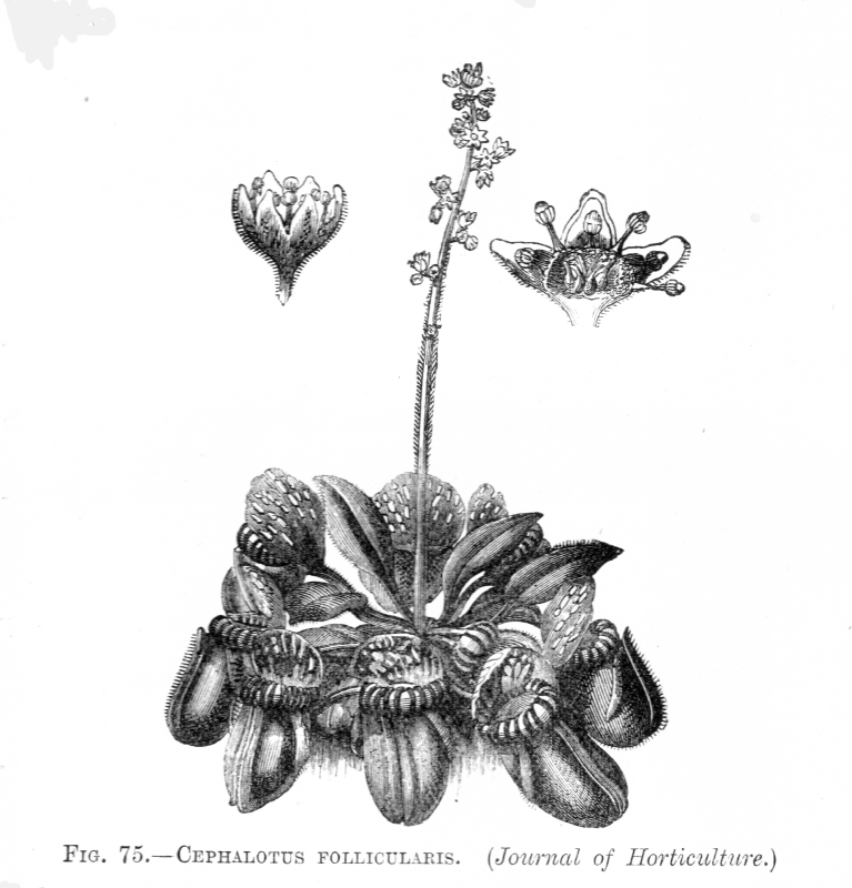 Cephalotaceae Cephalotus follicularis