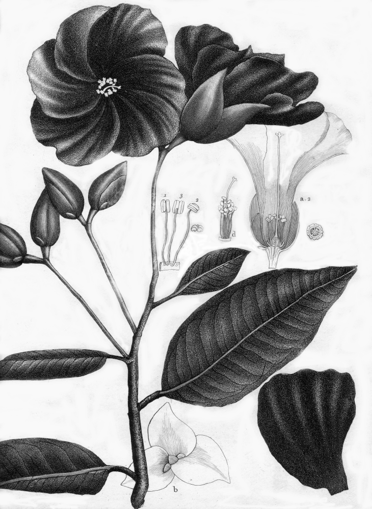 Sarcolaenaceae Rhodolaena altivola