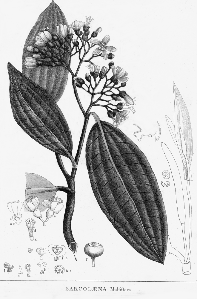 Sarcolaenaceae Sarcolaena multiflora