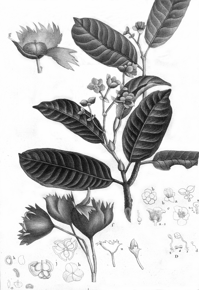 Sarcolaenaceae Schizolaena rosea