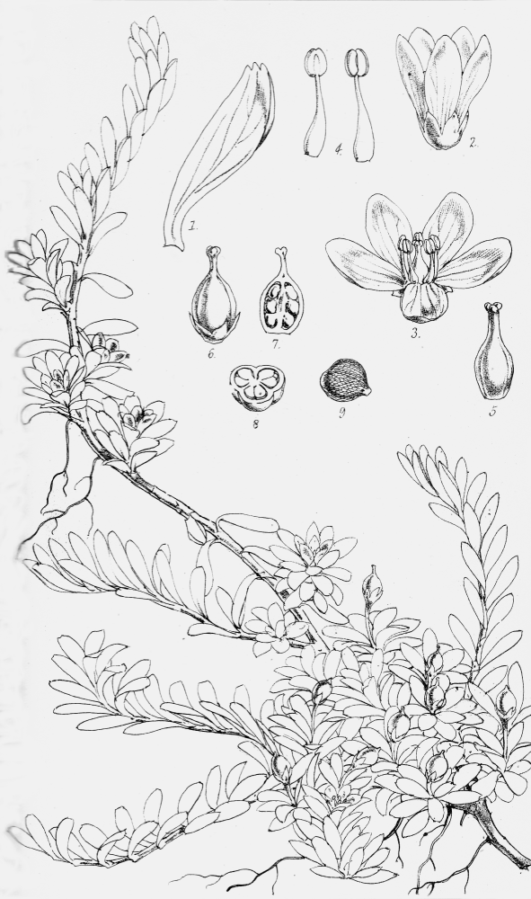 Tribelaceae Tribeles australis