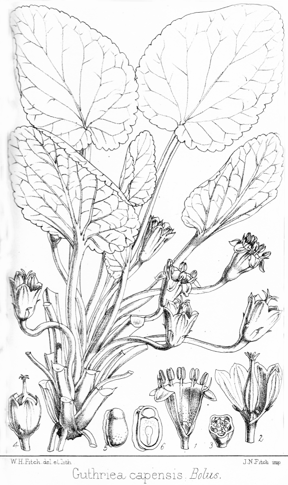 Achariaceae Guthriea capensis