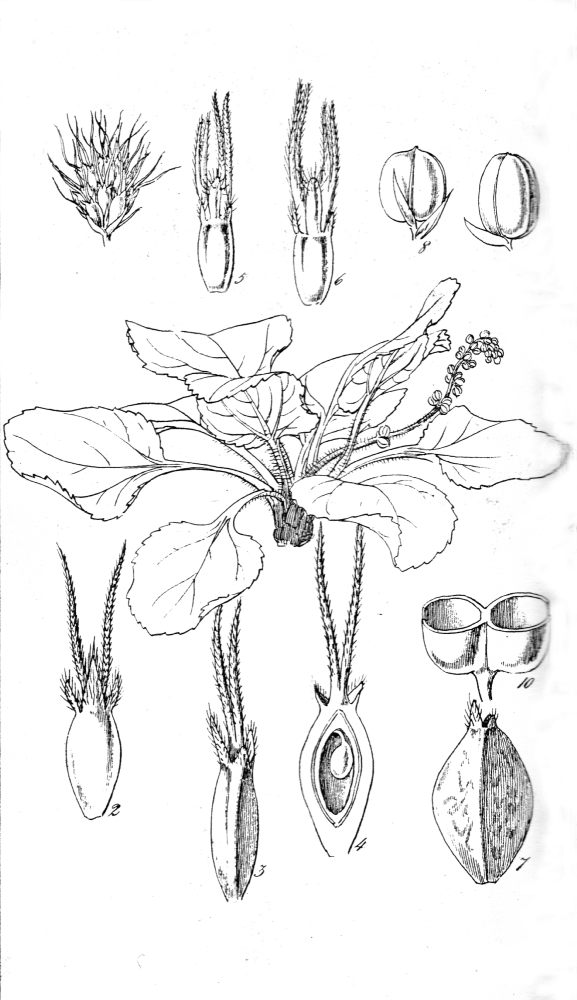 Gunneraceae Gunnera cordifolia