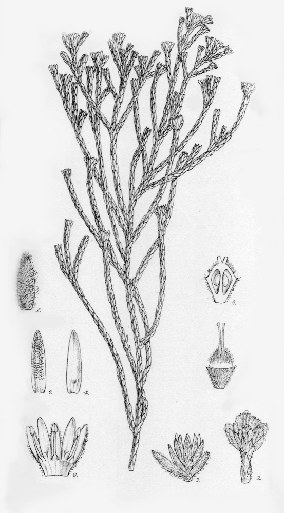 Bruniaceae Raspalia passerinoides