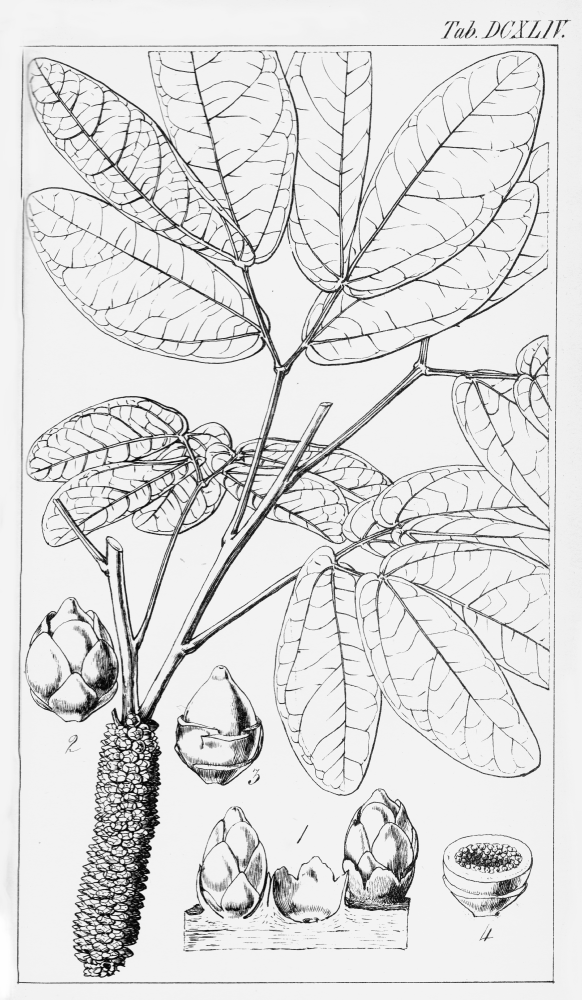 Apodanthaceae Apodanthes calliandrae