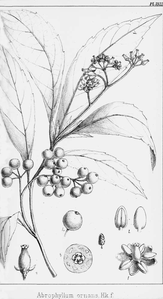 Rousseaceae Abrophyllum ornans