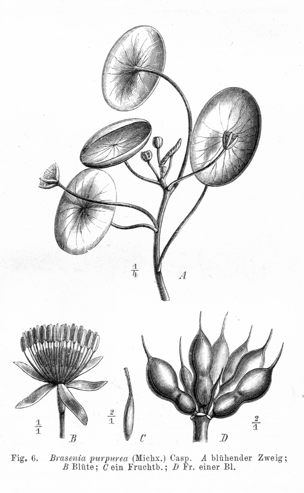 Cabombaceae Brasenia purpurea