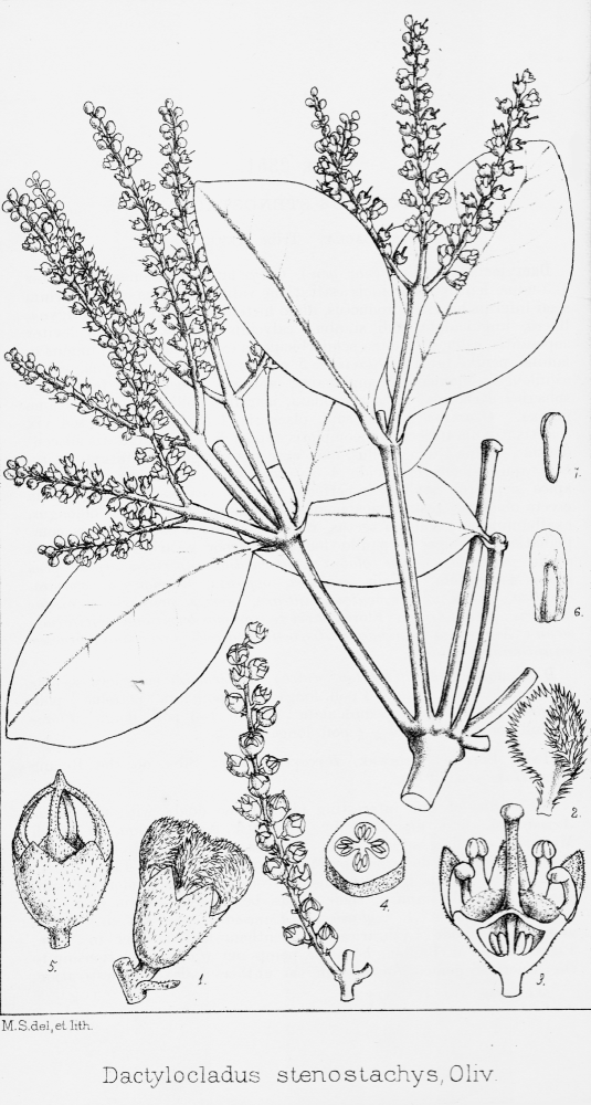 Crypteroniaceae Dactylocladus stenostachya
