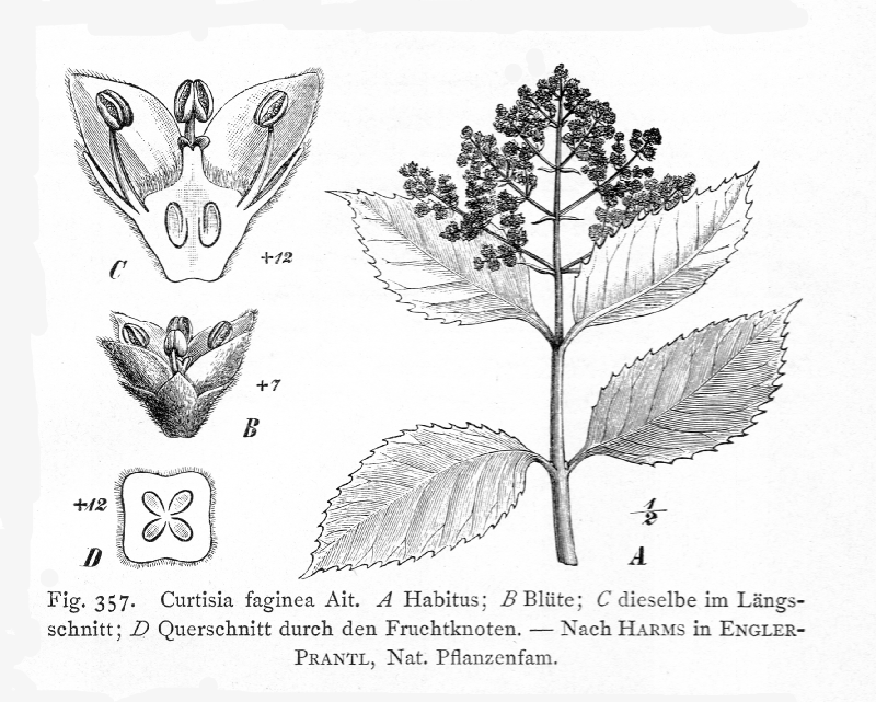 Curtisiaceae Curtisia faginea