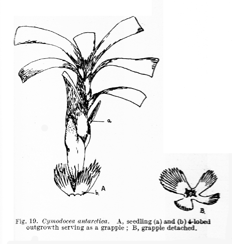 Cymodoceaceae Cymodocea antarctica