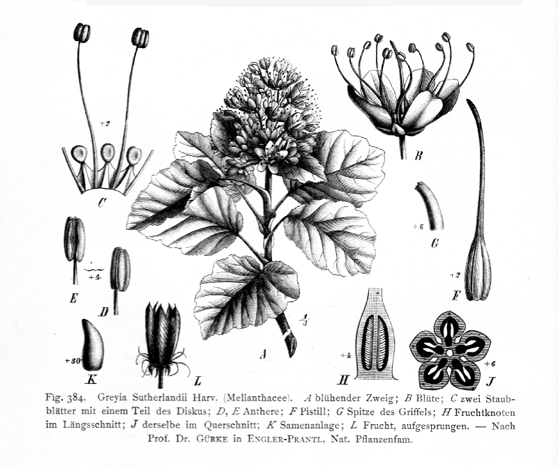 Greyiaceae Greyia Sutherlandii