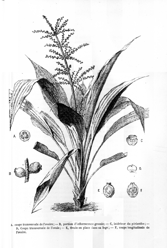 Hanguanaceae Hanguana anthelminthica