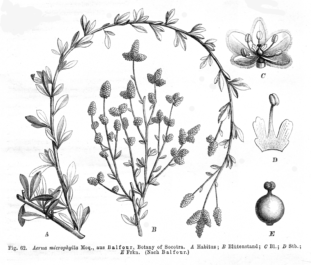 Amaranthaceae Aerva microphylla