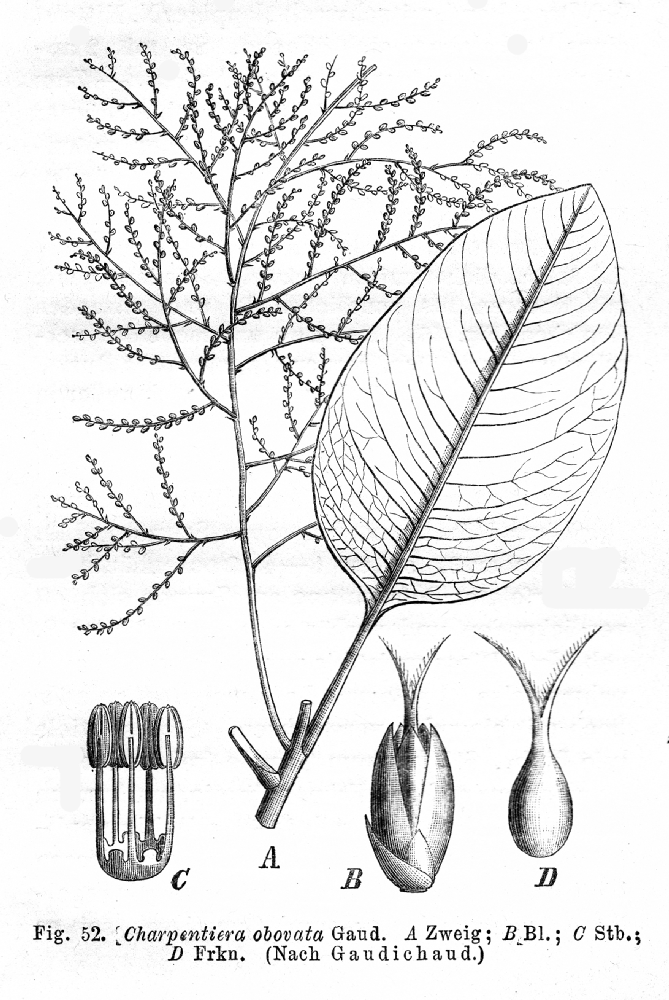 Amaranthaceae Charpentiera obovata