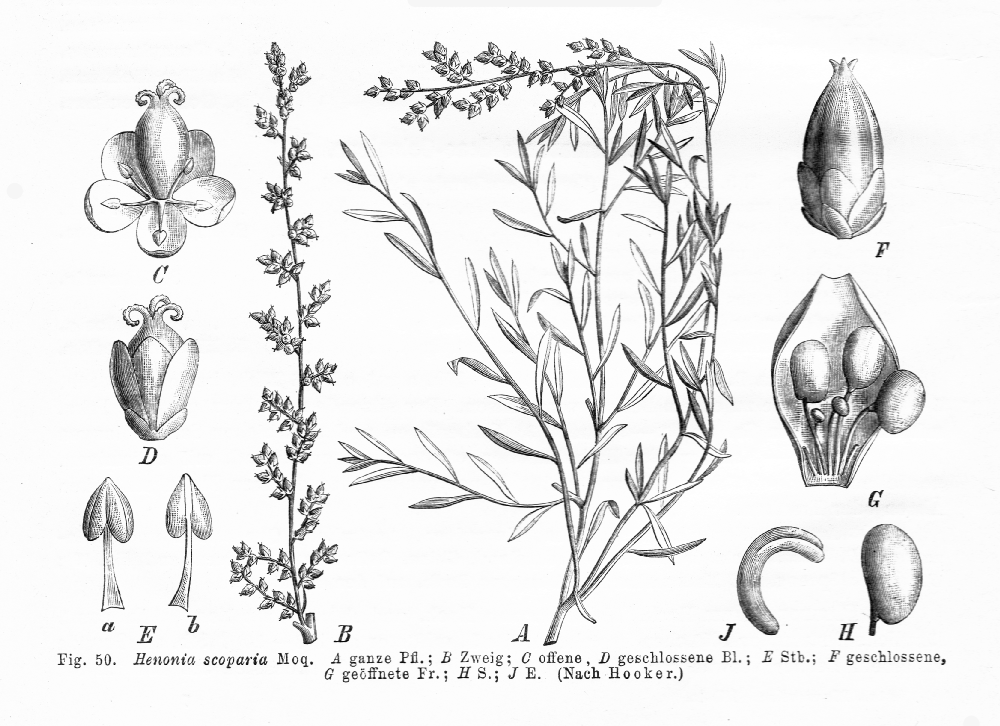 Amaranthaceae Henonia scoparia