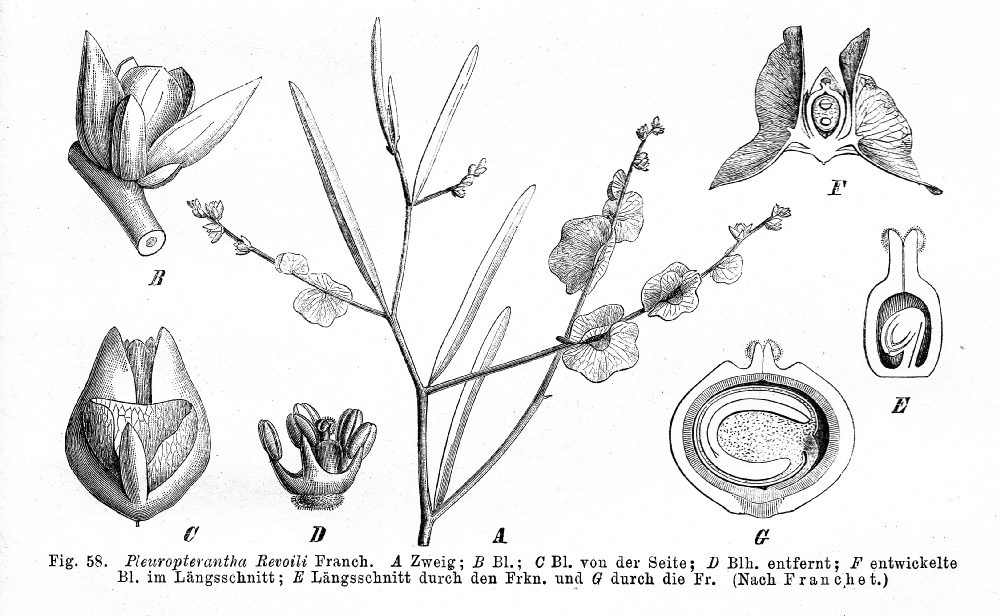 Amaranthaceae Pleuropterantha revoili