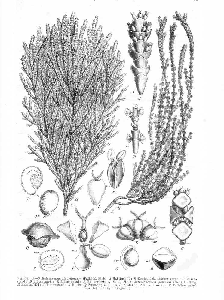Amaranthaceae Kalidium caspicum