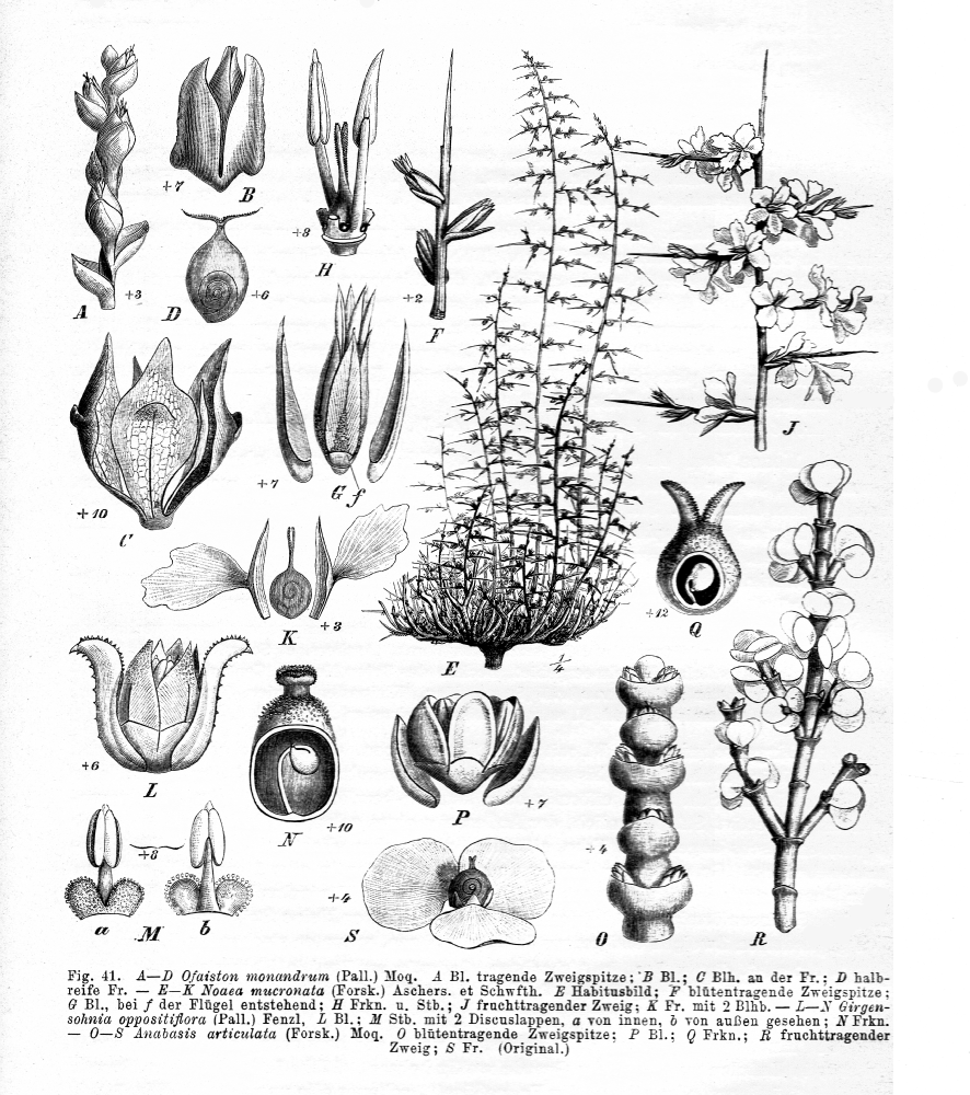 Amaranthaceae Anabasis articulata
