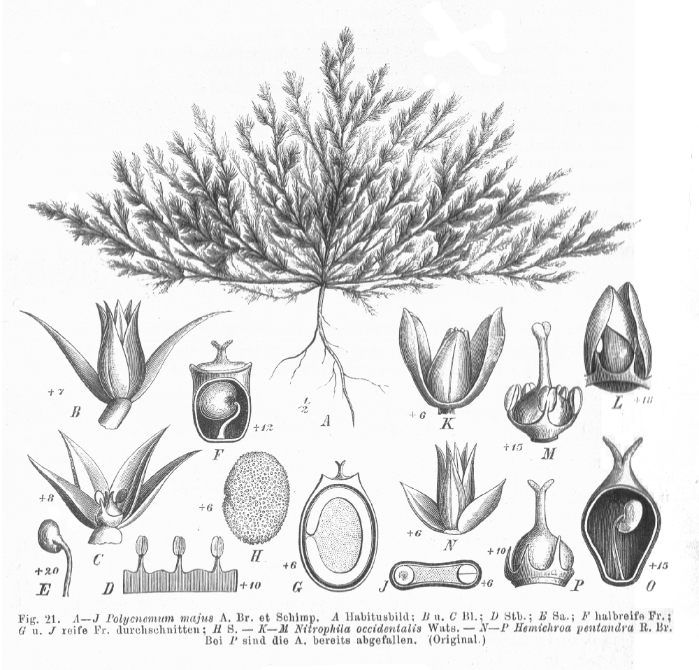 Amaranthaceae Hemichroa pentandra